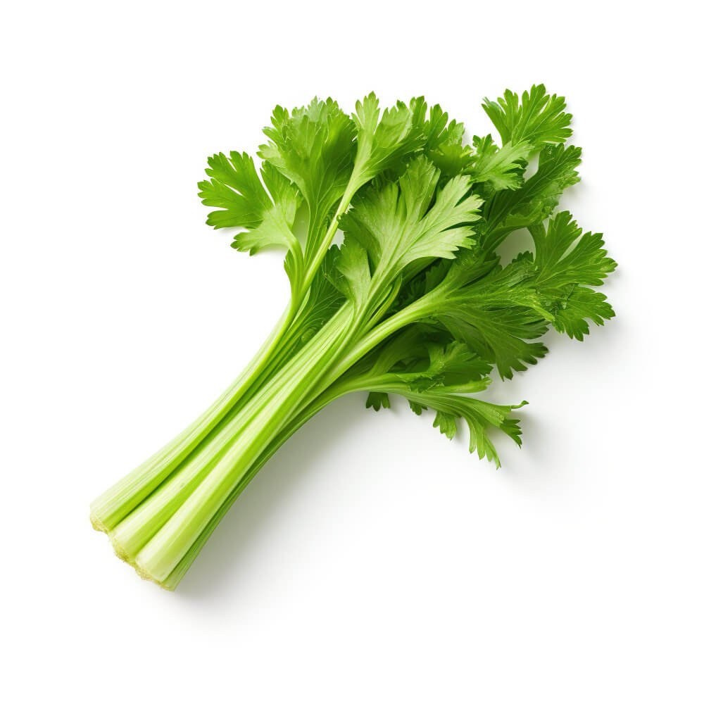 Celery Vegetable